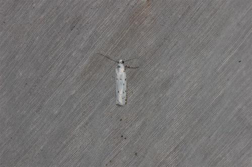 Myelois circumvoluta